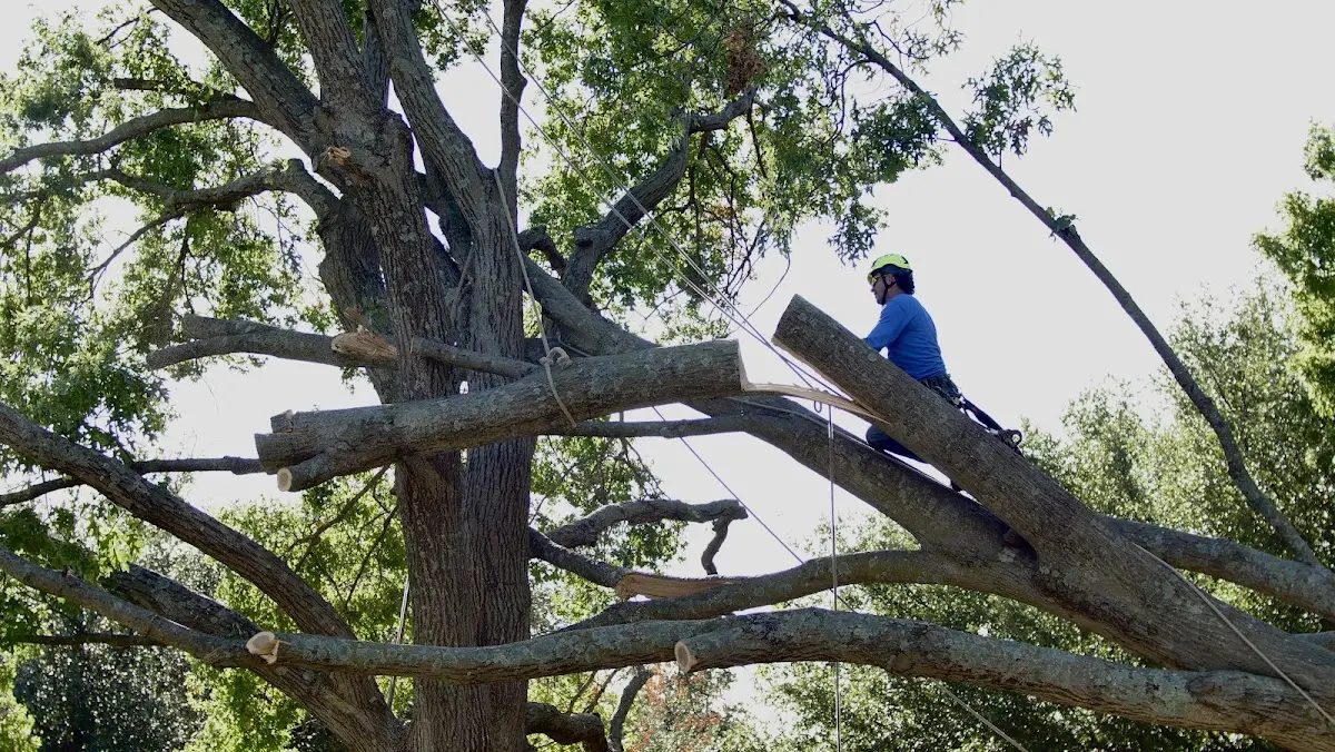 Professional Hazardous Tree Removal performed by certified arborists in Irvington