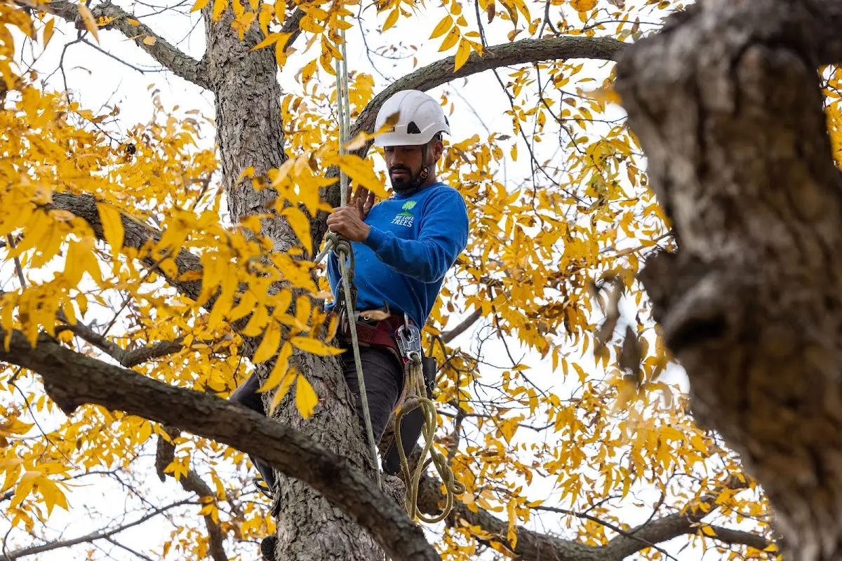 Skilled Tree Transplanting crew working in Irvington