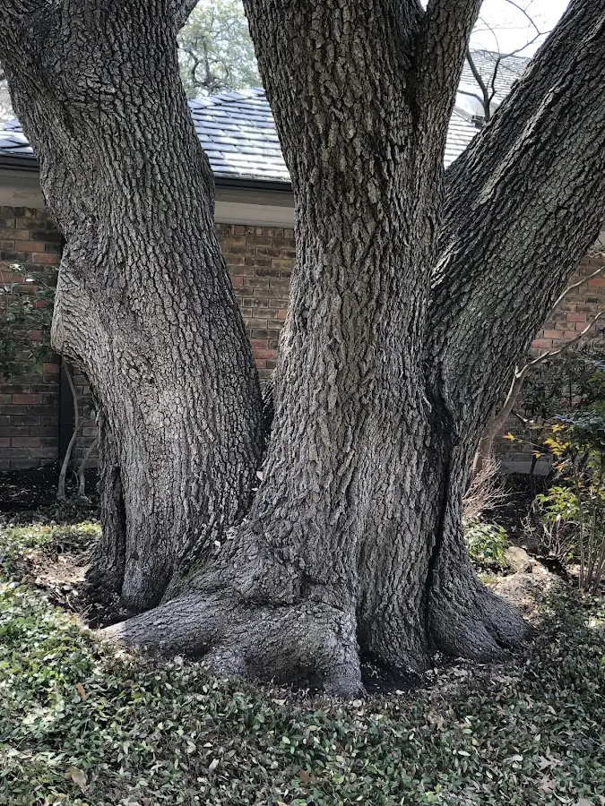 Mature heritage tree close to a Irvington property cared for by certified arborists