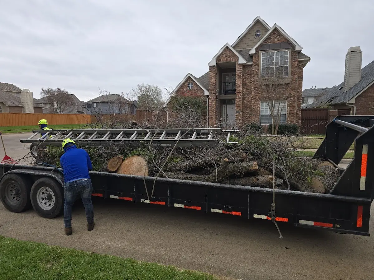Expert Deadwooding with proper safety equipment in Irvington